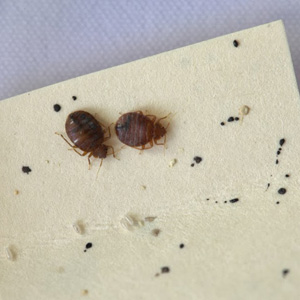 2 bed bugs on a piece of paper