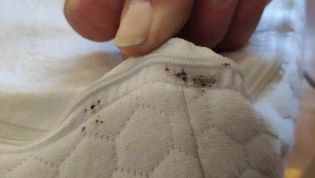 Bed bugs dark powder on the zipper of a mattress cover